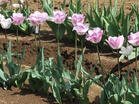 Tulipa cv. Shirley