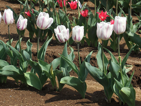 Tulipa cv. Flaming Flag