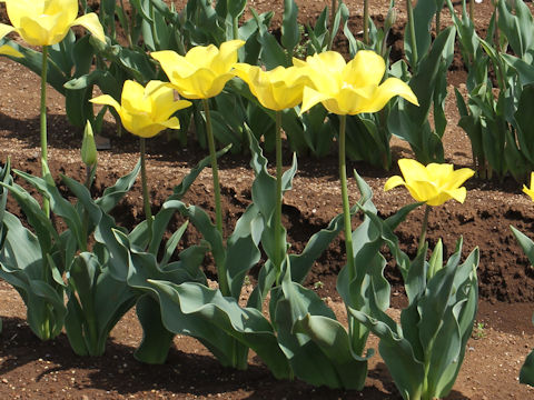 Tulipa cv. Moon Shine