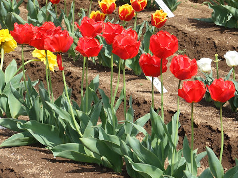 Tulipa cv. Crystal Beauty