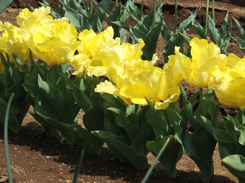 Tulipa cv. Yellow Sun