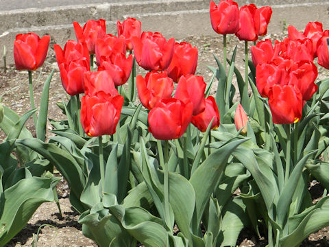 Tulipa cv. Toyama Red