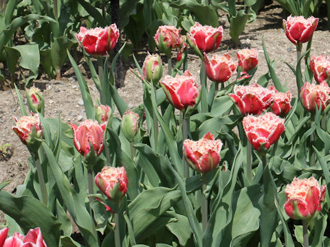 Tulipa cv. Brest