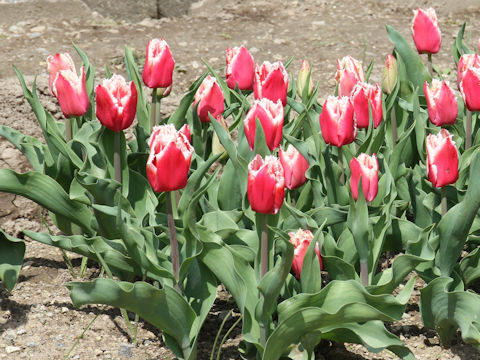 Tulipa cv. Canasta