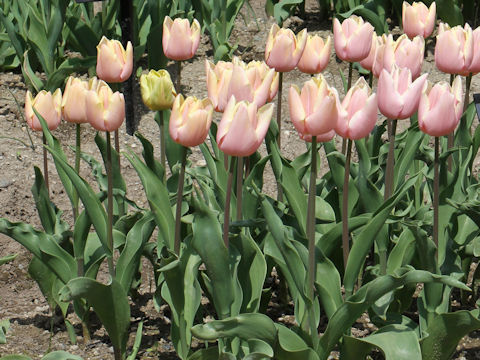 Tulipa cv. Mango Charm
