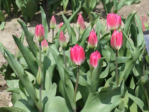 Tulipa cv. Yuko