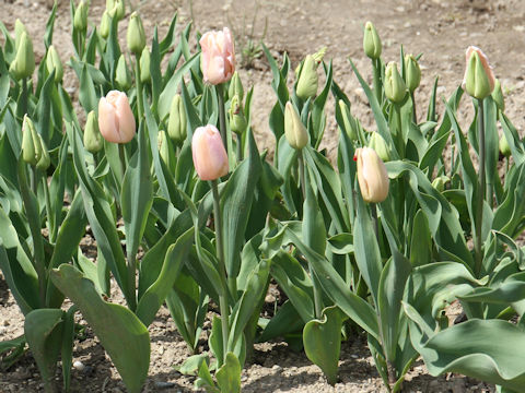 Tulipa cv. Pink Diamond