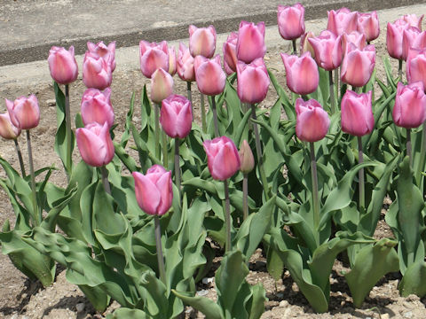 Tulipa cv. Alibi