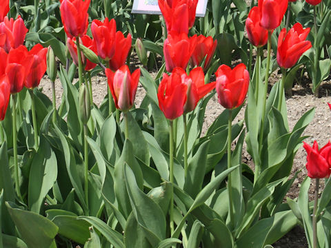 Tulipa cv. Ryuki