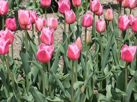 Tulipa cv. Arisa