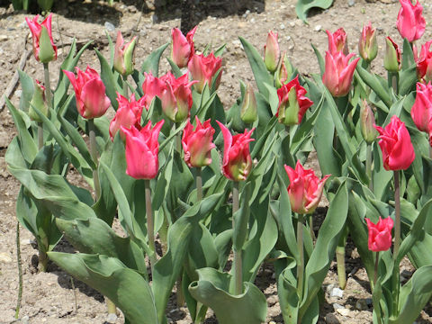 Tulipa cv. Pretty Love