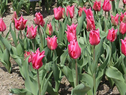 Tulipa cv. Pretty Lady