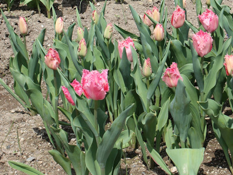 Tulipa cv. Santander