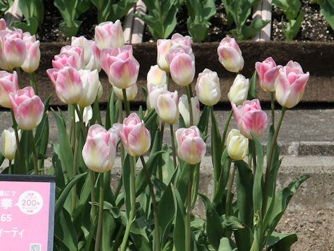 Tulipa cv. Sweety