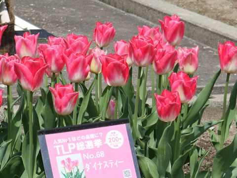Tulipa cv. Dynasty