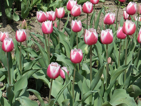 Tulipa cv. Valentine