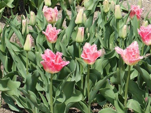 Tulipa cv. Warsa