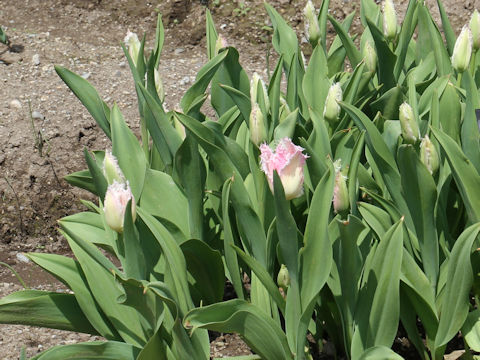 Tulipa cv. Huis Ten Bosch