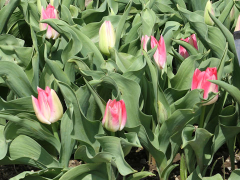 Tulipa cv. Lundy
