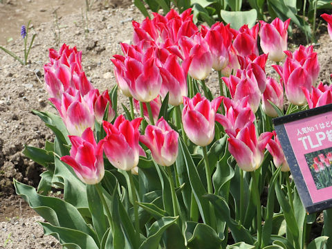 Tulipa cv. Tender Whisper