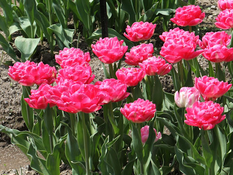 Tulipa cv. Candy Time