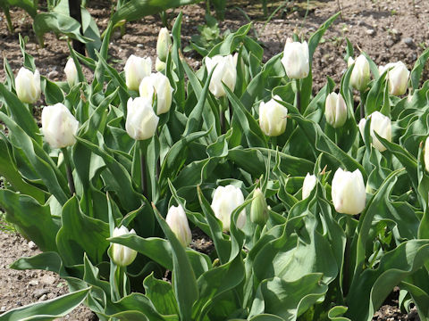 Tulipa cv. Haru-tenshi