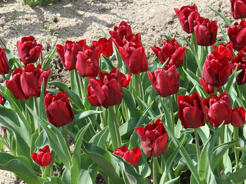 Tulipa cv. Mascara