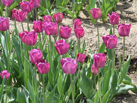 Tulipa cv. Murasaki-suisyou