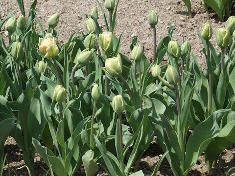 Tulipa cv. Orange Lady