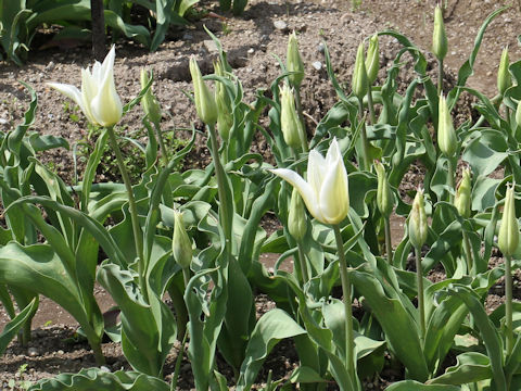 Tulipa cv. Ballade White