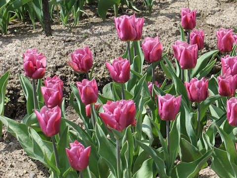 Tulipa cv. Copex
