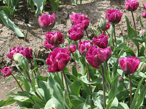 Tulipa cv. Negrita Double