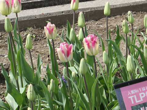 Tulipa cv. Shiun