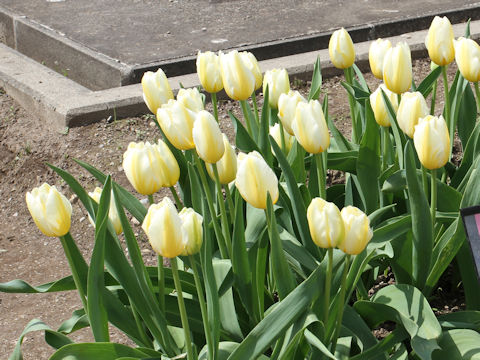 Tulipa cv. Hachimitsu Milk