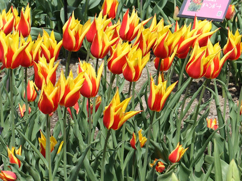 Tulipa cv. Synaeda King