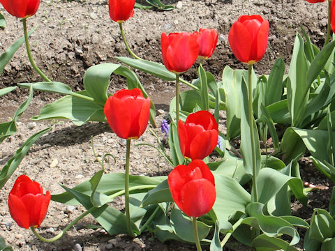 Tulipa cv. Kouki