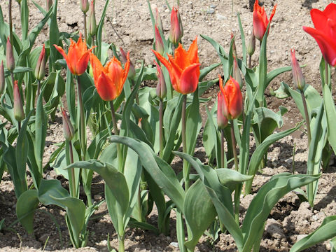 Tulipa cv. Alexandra