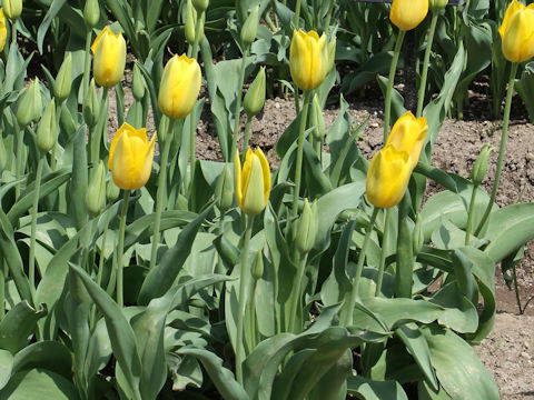 Tulipa cv. Muscadet