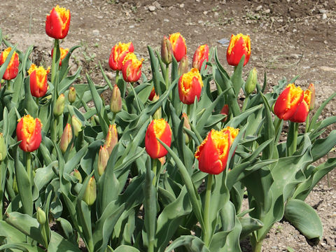 Tulipa cv. Davenport