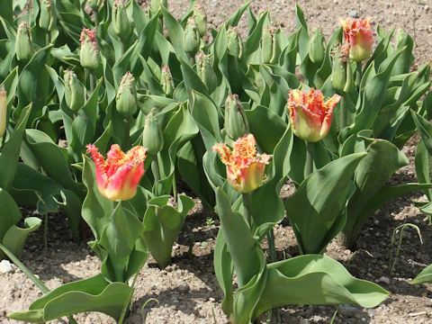 Tulipa cv. Joint Division