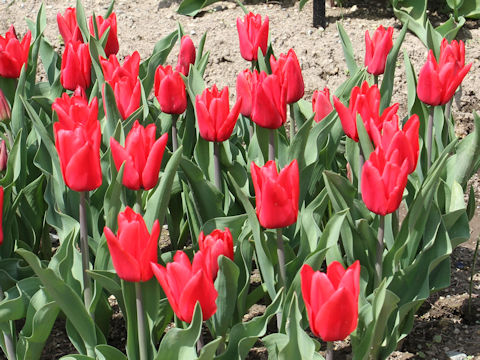 Tulipa cv. Capri