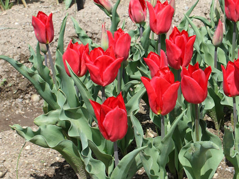 Tulipa cv. Strong Fire