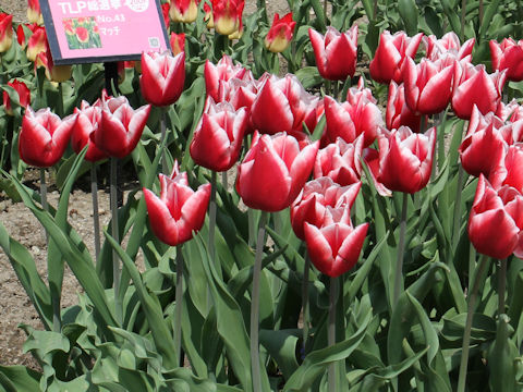 Tulipa cv. La Mancha