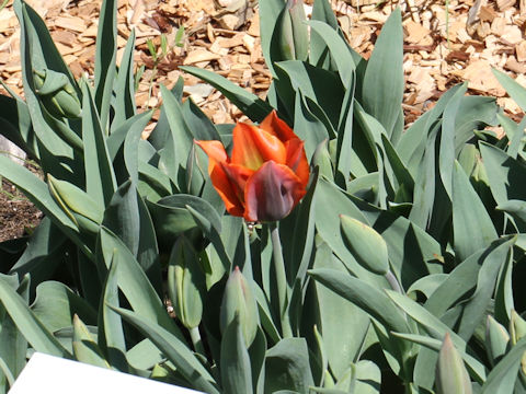 Tulipa cv. Artist