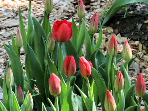 Tulipa cv. Come Back