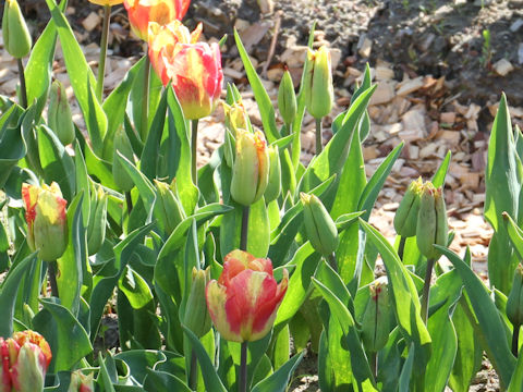 Tulipa cv. Clour Mystic