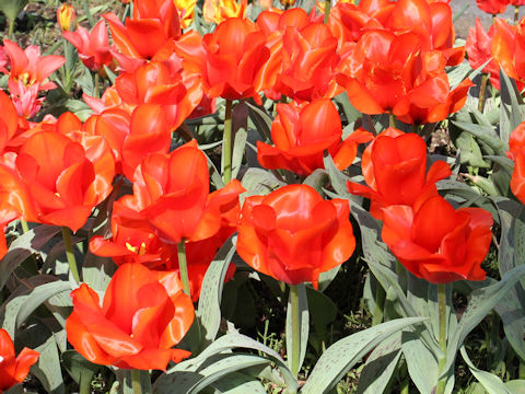 Tulipa cv. Casa Grande