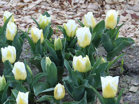 Tulipa cv. Caramba Flame