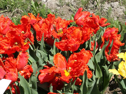 Tulipa cv. Caribian Parrot