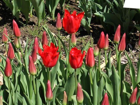 Tulipa cv. Calibra